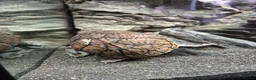 Turtle reptiles for sale: Loggerhead Musk Turtle - Advert 8