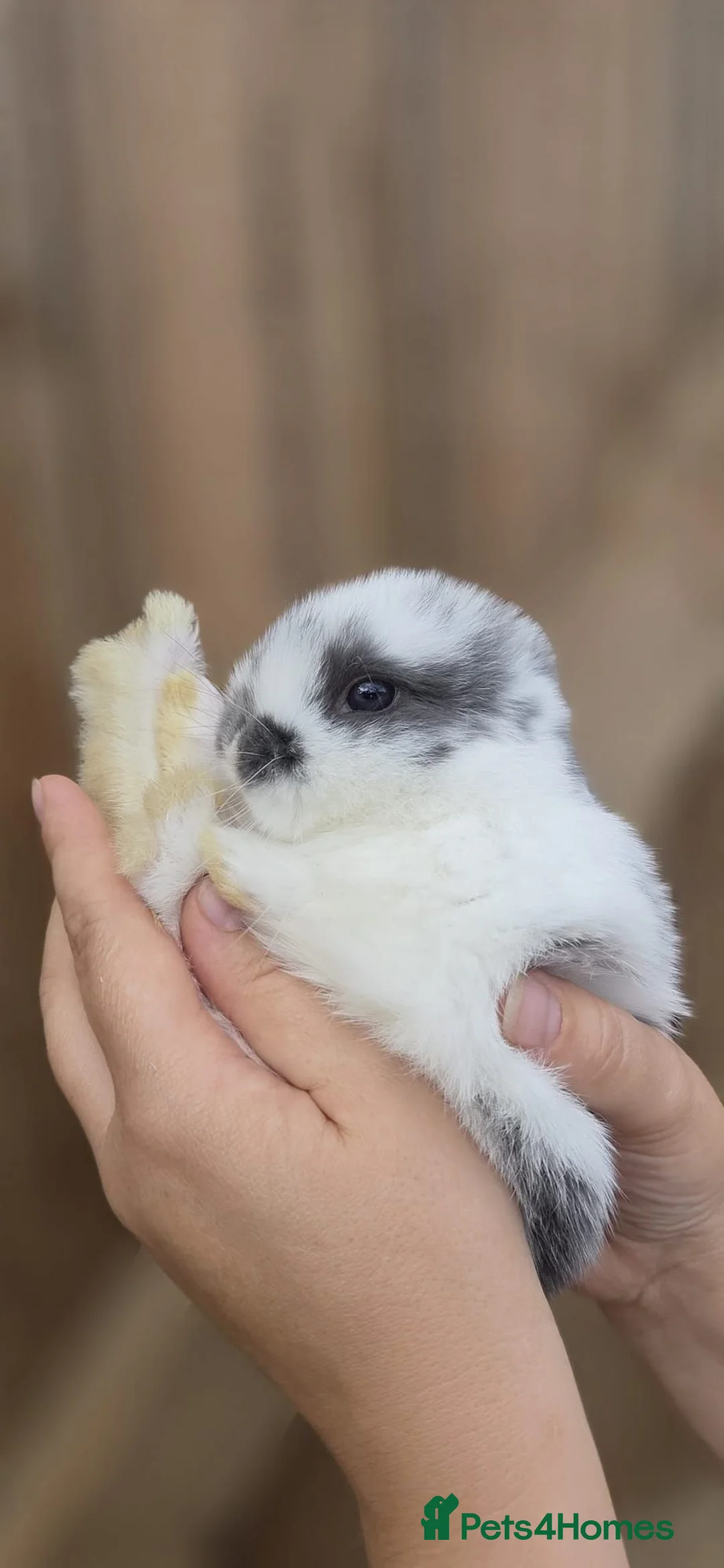 Mini Lop rabbits for sale: Last mini lop - Advert 2