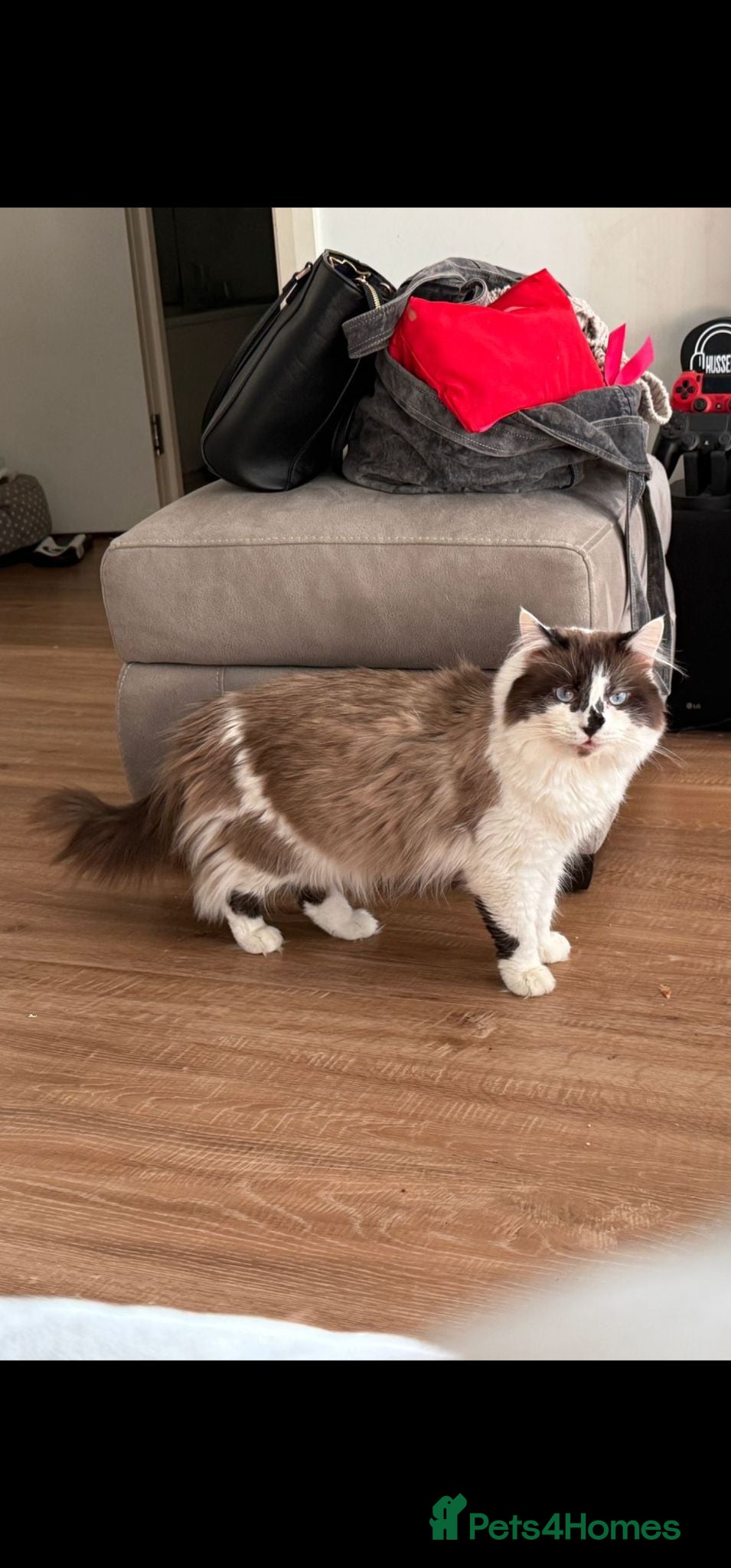 Mixed Breed cats 🌟 Zuko 5-Year-Old Neutered Ragdoll × Colourpoint - Advert 1