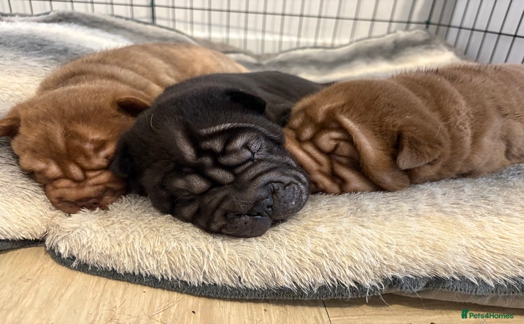 Shar Pei dogs Perfect Shar Pei Pups - Advert 1
