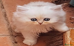 Persian cats for sale: Quality pure bred white tipped kittens - Image 14