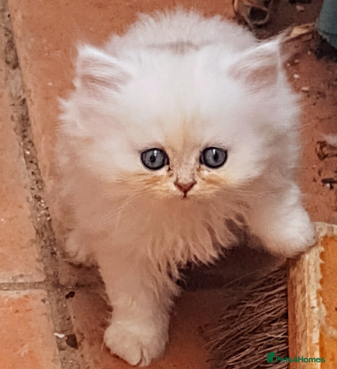 Persian cats for sale: Quality pure bred white tipped kittens - Image 14