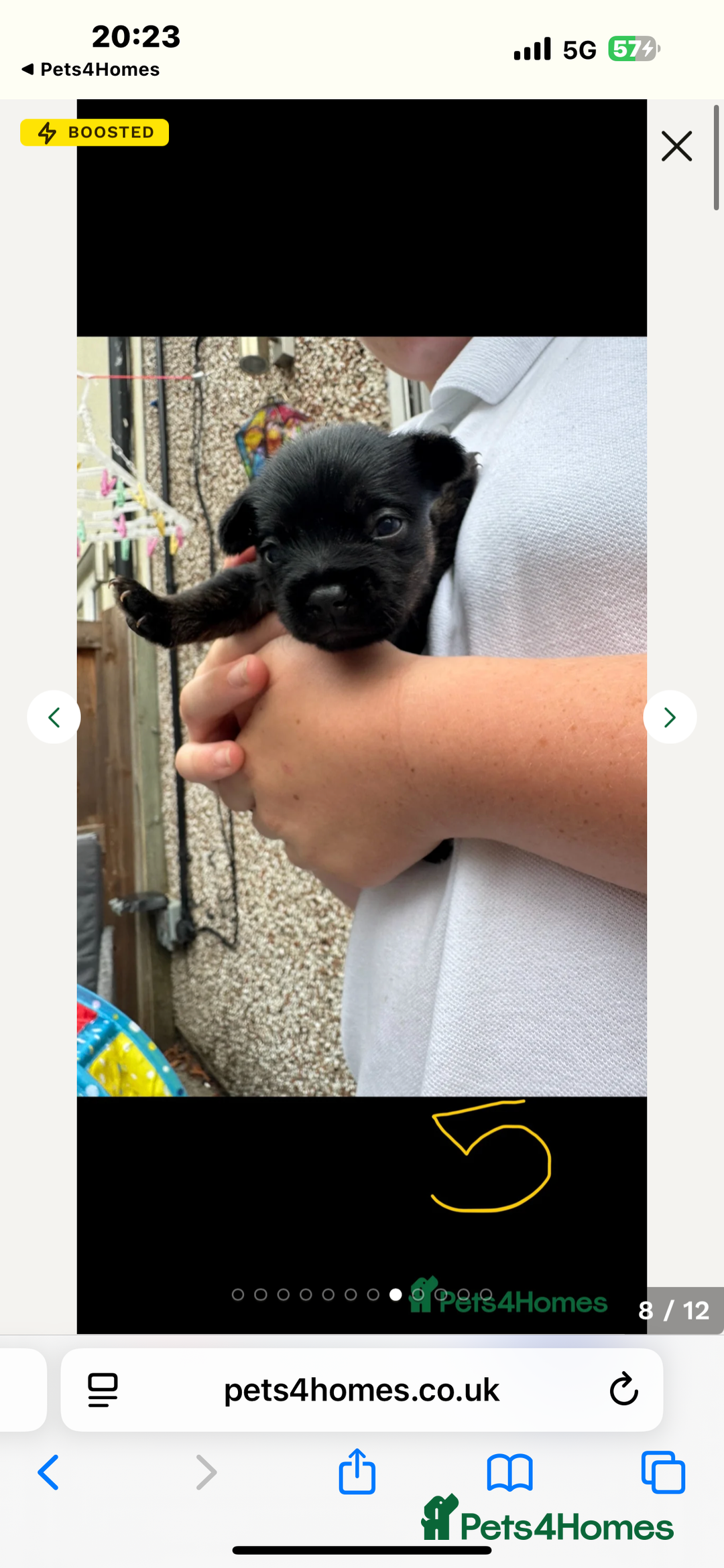 Mixed Breed dogs for sale: French yorkie (frorkie) puppies  - Image 6