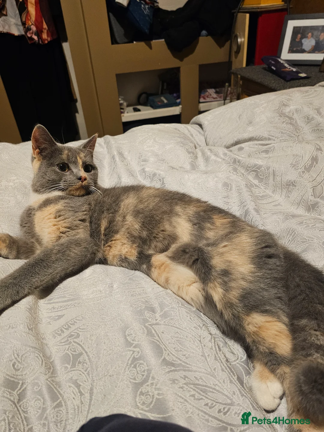 Mixed Breed cats for sale: British short hair.mixed. - Advert 1