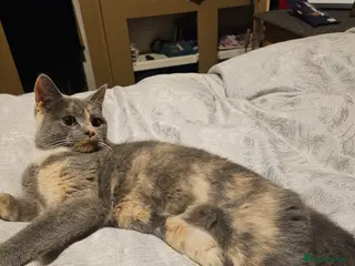 Mixed Breed cats British short hair.mixed. - Advert 2