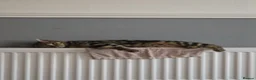 Mixed Breed cats for sale: Beautiful tabby - mixed bengal cat - Advert 18