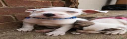 Mixed Breed dogs for sale: Loving Staffy x American Bulldog Pups - Ready Now  - Advert 27
