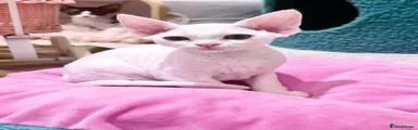 Devon Rex 1