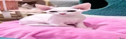 Devon Rex cats for sale: Beautiful Devon Rex kittens ❤️❤️❤️ - Advert 25