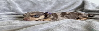 Miniature Dachshund Purple Collar