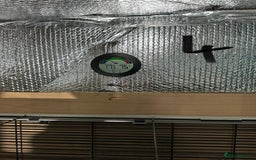 Rat rodents for sale: Rats & complete set up - Image 28