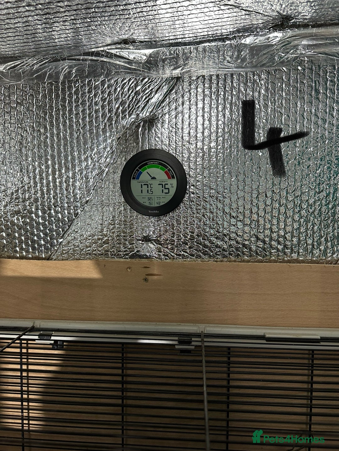 Rat rodents for sale: Rats & complete set up - Image 28