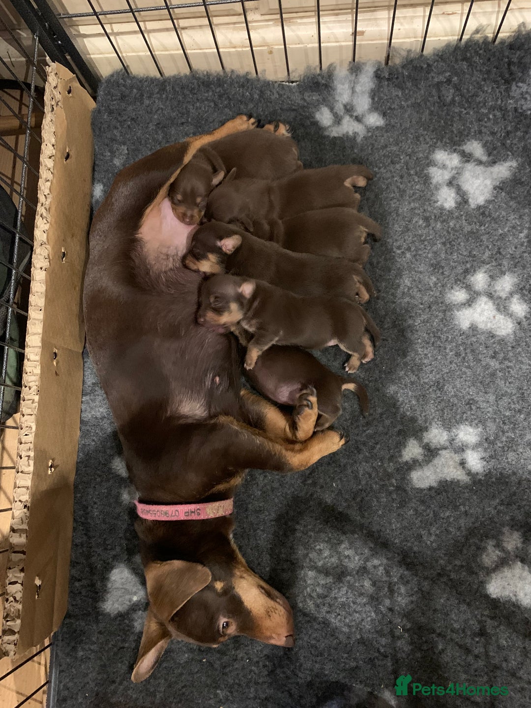 Jack Russell dogs for sale: Quality small Jack Russell puppies - Advert 6