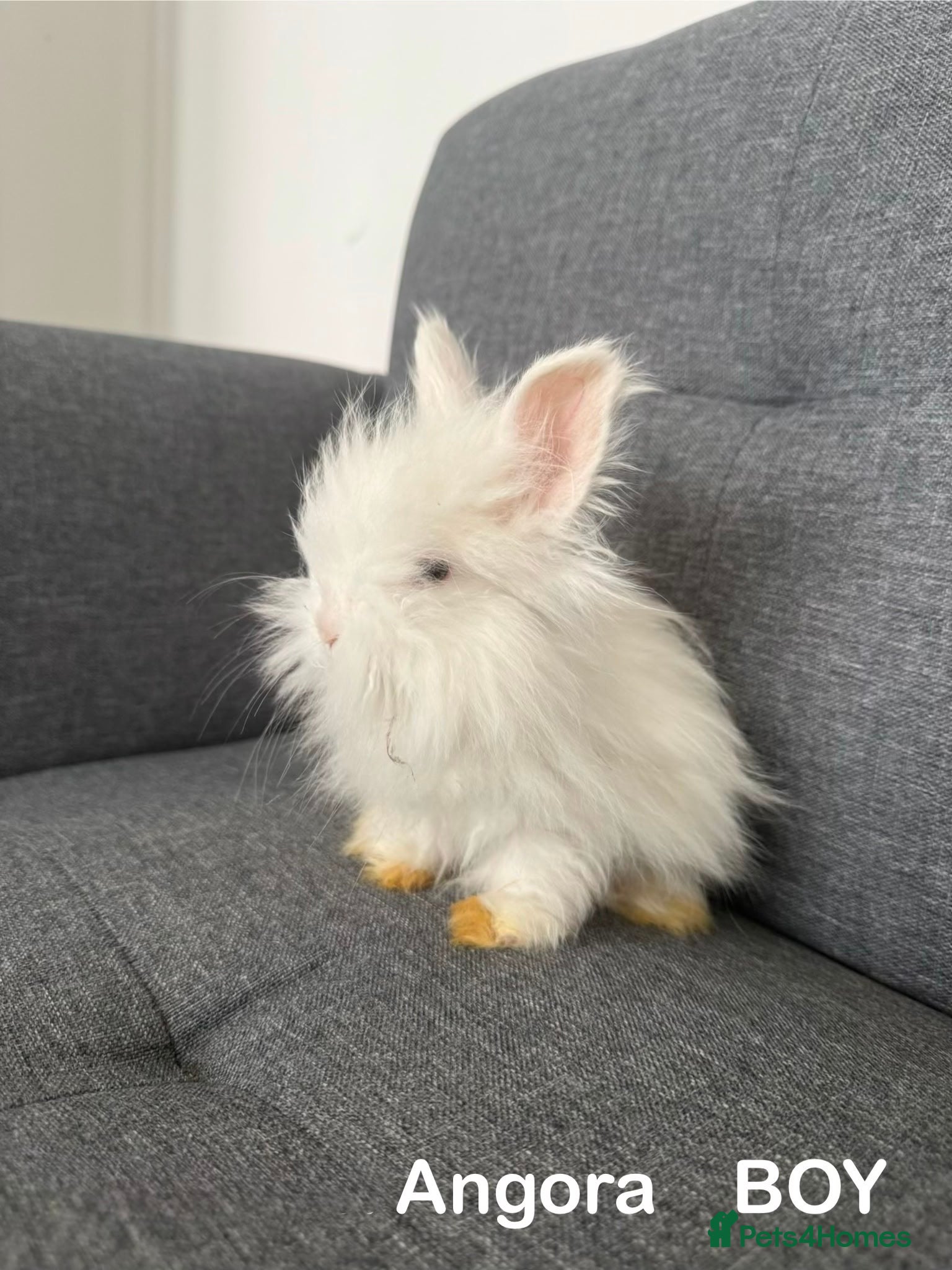 Angora rabbits 🐰 English Angora  – £150 Each 🐰 - Advert 16
