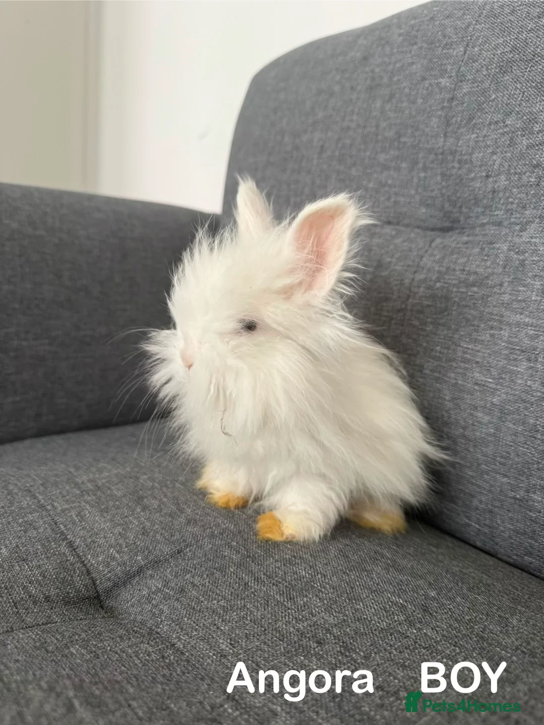 Angora rabbits for sale: 🐰 Premium Purebred English Angora  – £150 Each 🐰 - Advert 5
