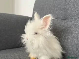 Angora rabbits 🐰 English Angora – £150 Each 🐰 - Advert 16