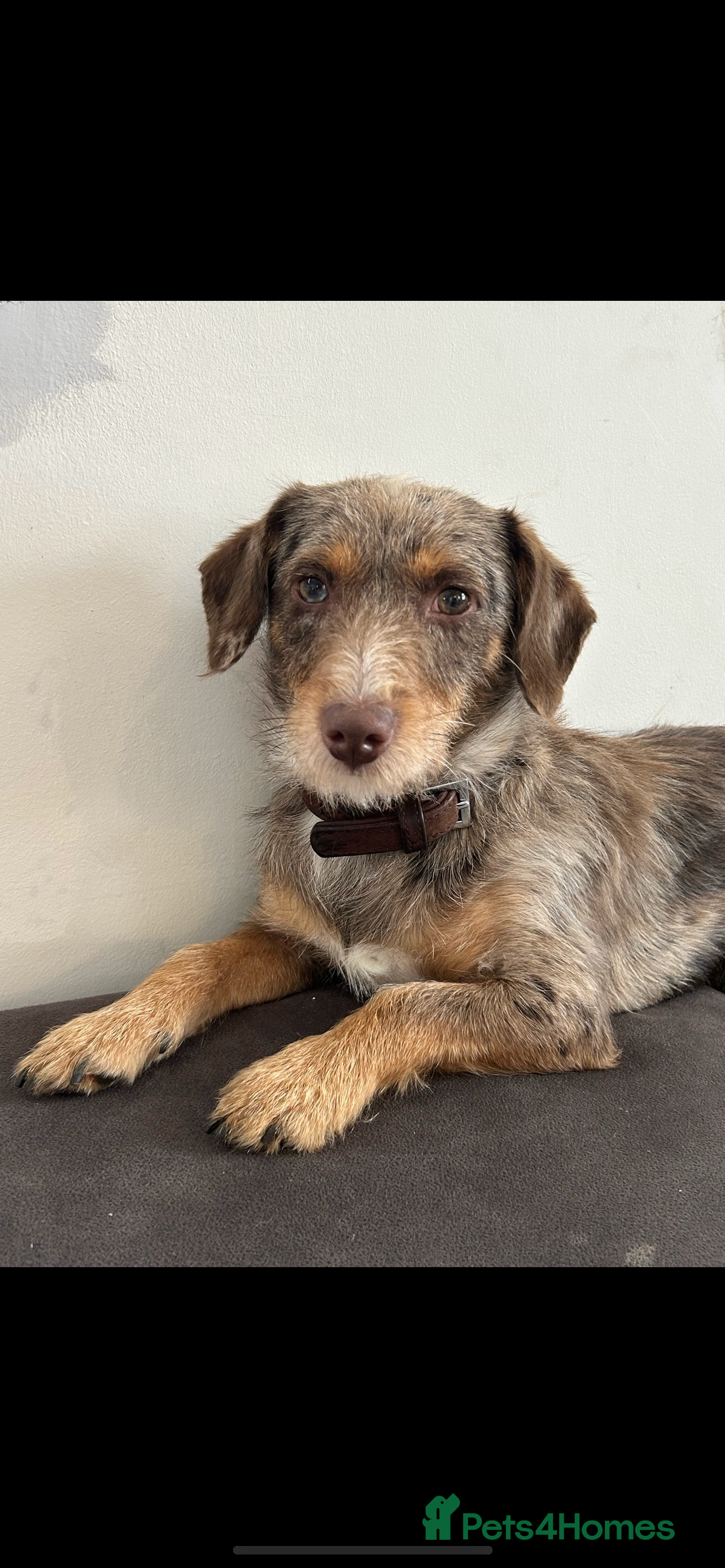 Jack Russell dogs Jack Russell boy looking for a home  - Advert 1