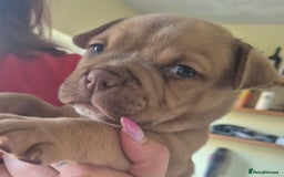 Mixed Breed dogs for sale: Pocket bully cross Chow Chow puppies for sale - Image 18