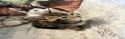 Mixed Breed cats for sale: Adorable Tabby x British Shorthai Ready ✨ in Dunstable - Advert 12