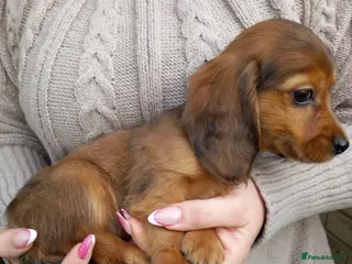 Miniature Dachshund dogs Miniature dachshund - Advert 10