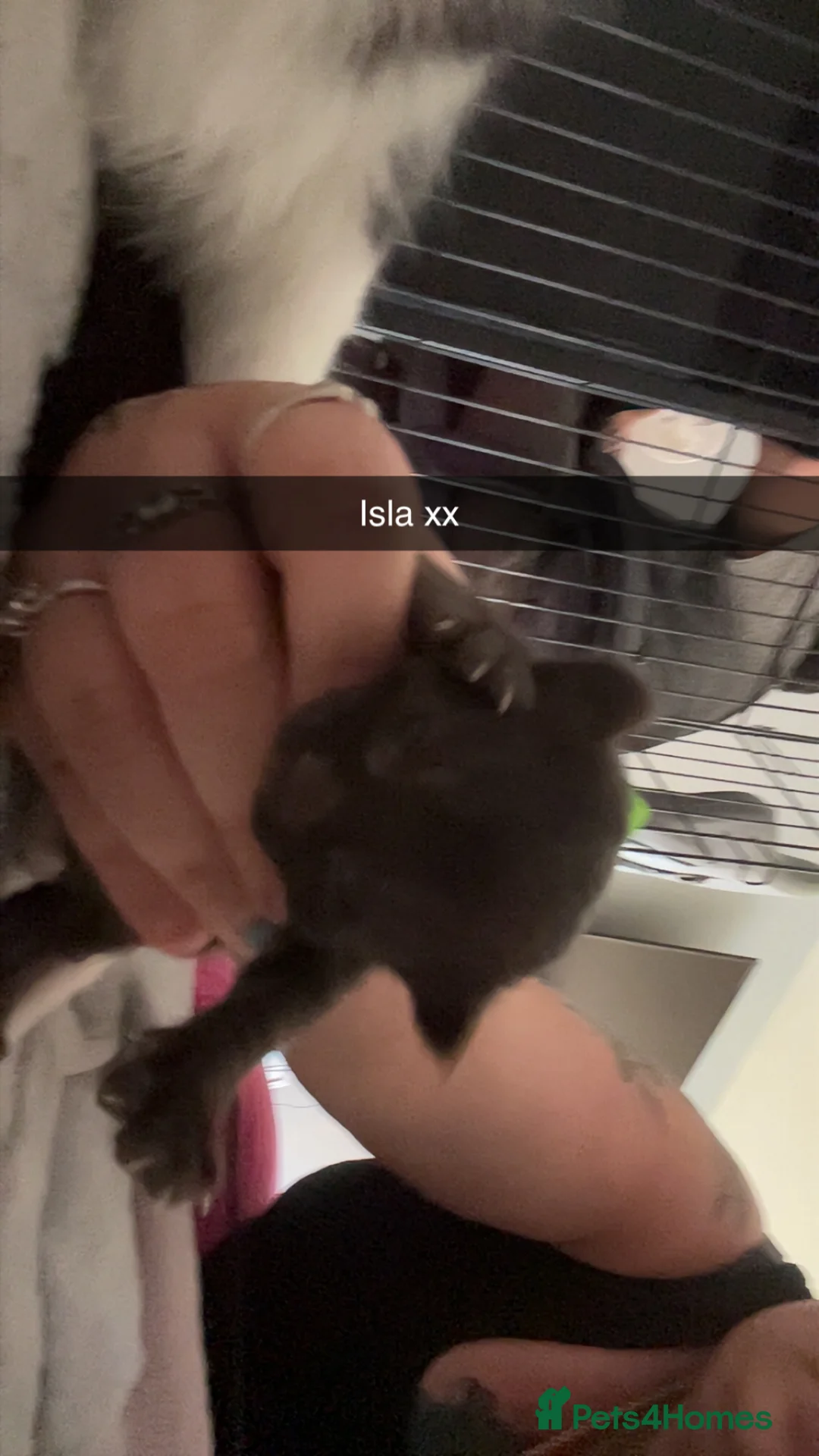 Mixed Breed cats for sale: Beautiful kittens for sale  in Bridgwater - Advert 2