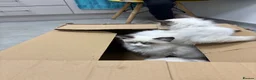 Ragdoll cats for sale: Beautiful ragdoll babies  - Advert 11