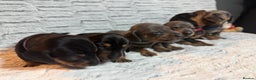 Dachshund dogs for sale: 6 Absolutely stunning dachshund  puppies for sale - Advert 37
