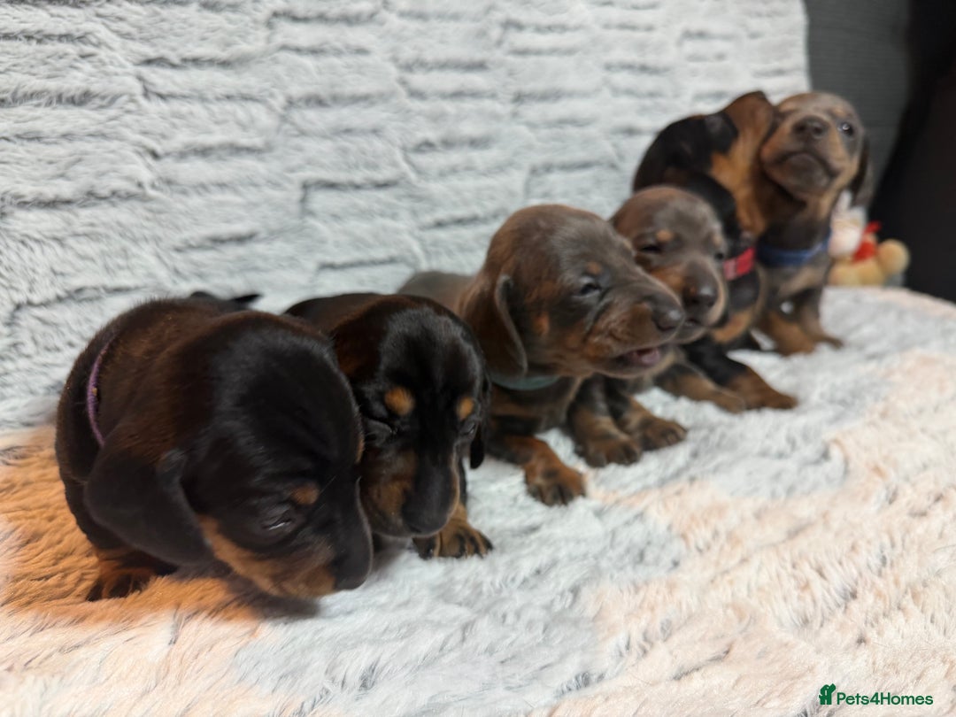 Dachshund dogs for sale: 6 Absolutely stunning dachshund  puppies for sale - Advert 37