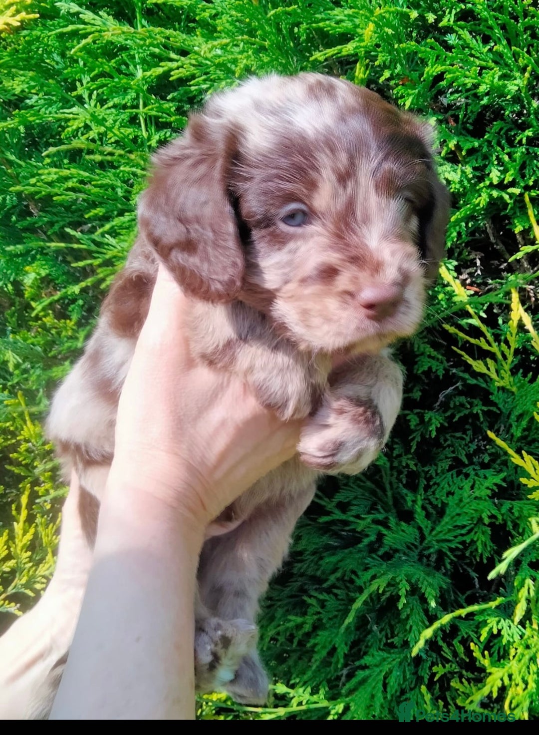 Miniature Poodle dogs for stud: Blue Merle, Chocolate carrier, Miniature stud in Newcastle - Advert 8