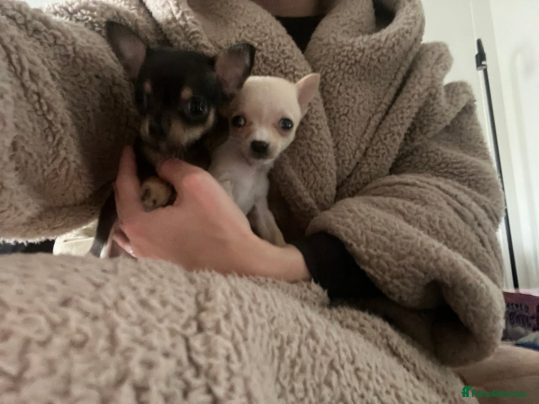 Chihuahua dogs for sale: Beautiful female chihuahua - Advert 4