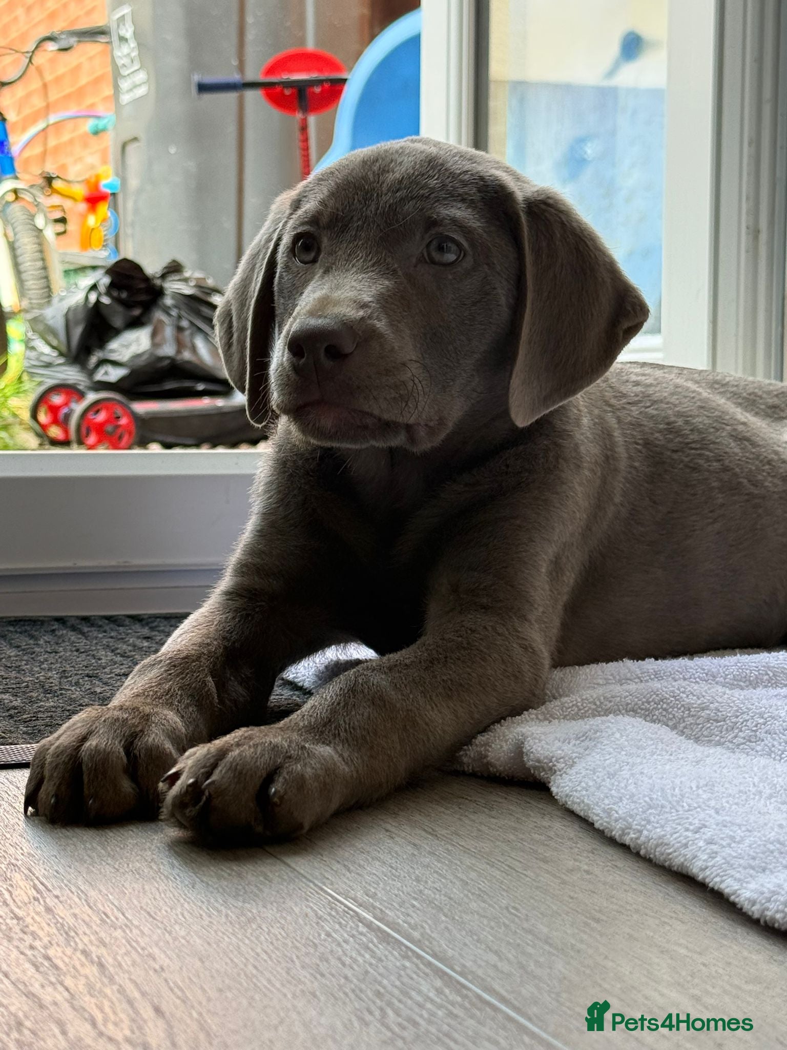 Labrador Retriever dogs 💙bruce💙 - Advert 2
