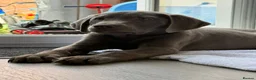 Labrador Retriever dogs for sale: 💙bruce💙 - Advert 1
