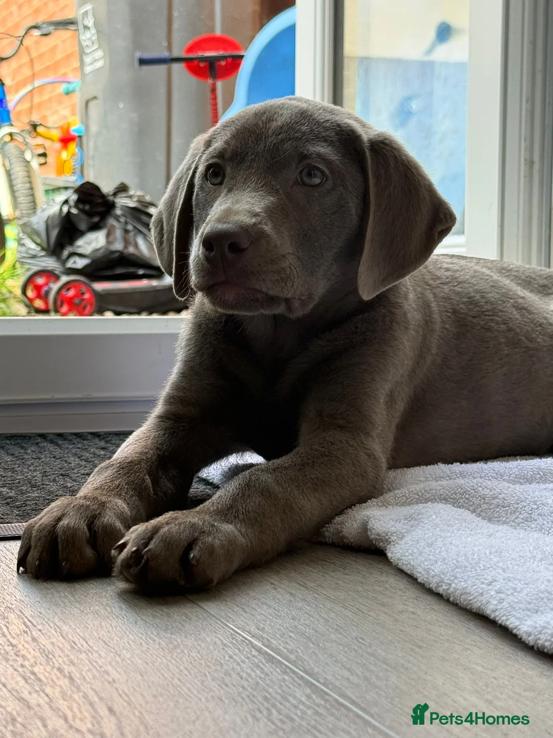 Labrador Retriever dogs for sale: 💙bruce💙 - Advert 1