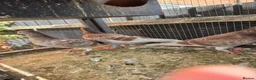 Mixed Breed birds for sale: Pigeons for sale all for 120£ in Nottingham - Advert 10