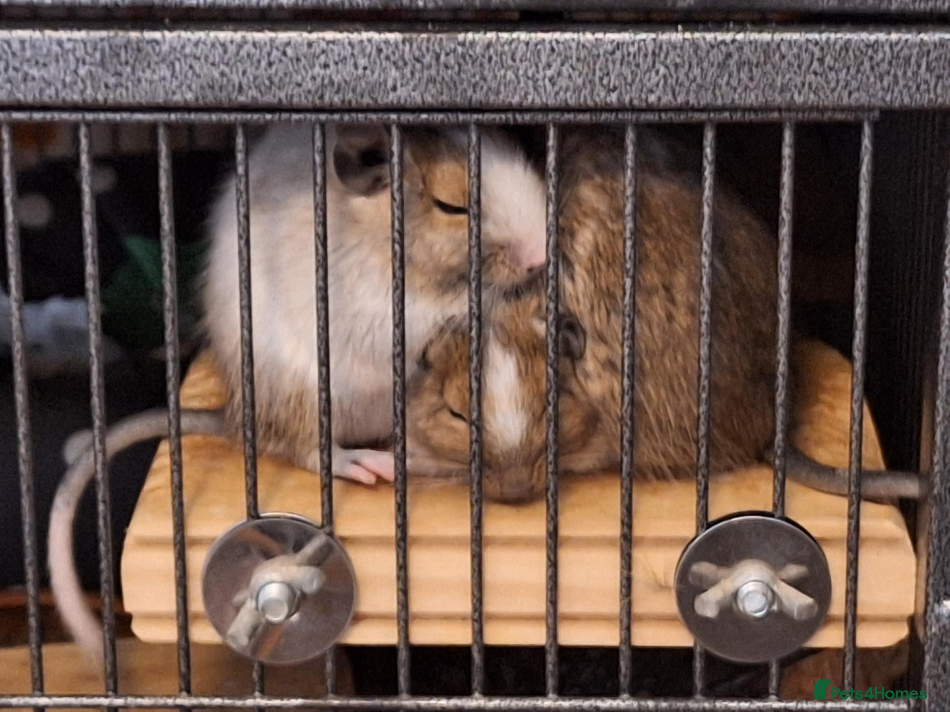Degus rodents Bonded Trio Young Degu brothers  - Advert 1