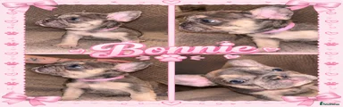 Bonnie