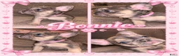 French Bulldog dogs for sale: French Bulldog Pups - Advert 3
