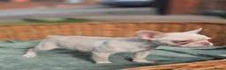 French Bulldog dogs for sale: 4 BEAUTIFUL FRENCH BULLDOGS FOR CHEAP!!!! - Advert 23