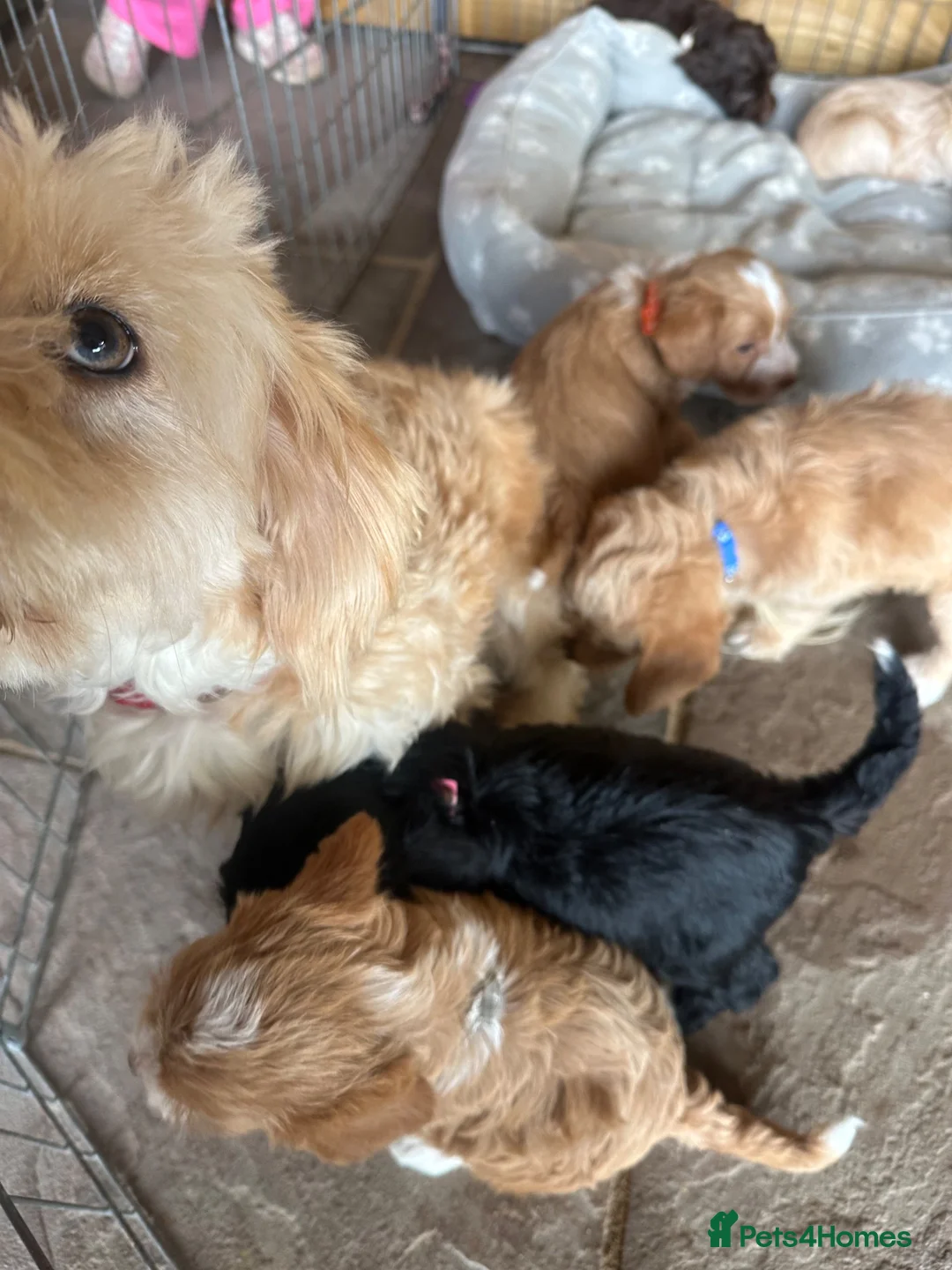 Jackapoo dogs for sale: 🐾 6 Beautiful Jackapoo Puppies 🐾  - Advert 15