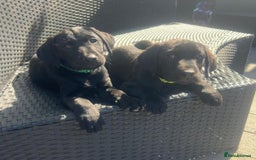 Labrador Retriever dogs for sale: Kc reg black working Labrador puppies  - Image 25