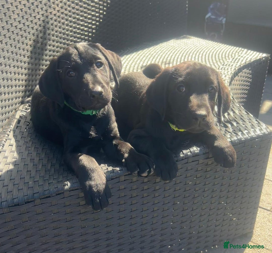 Labrador Retriever dogs for sale: Kc reg black working Labrador puppies  - Image 25