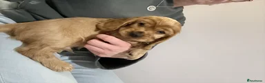 Nolan