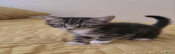 Mixed Breed cats for sale: Kittens for sale. 2 boys and one girl - Advert 22