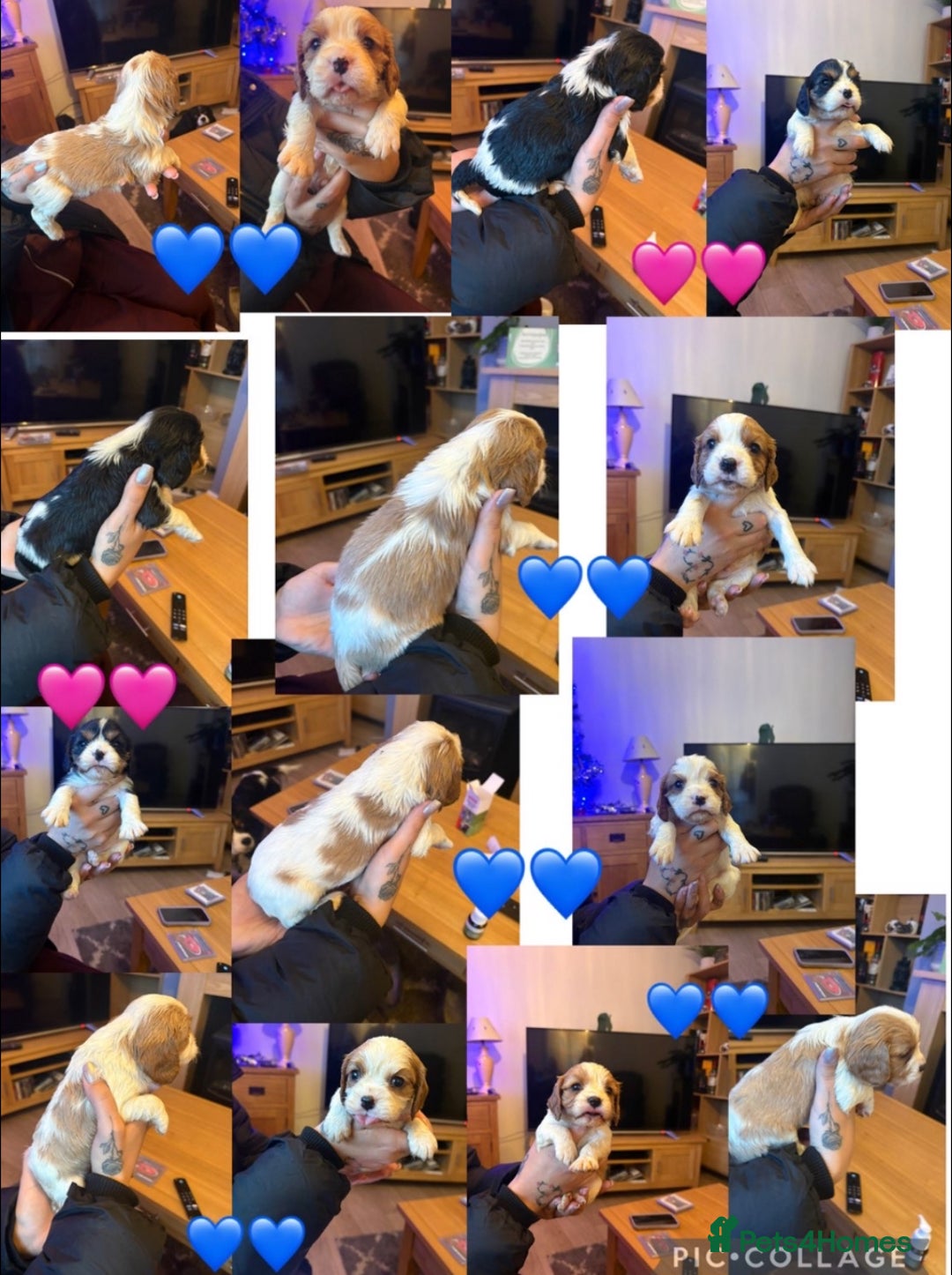 Cavalier King Charles Spaniel dogs for stud: KC DNA clear Cavalier King Charles Spaniel Stud - Advert 8