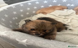 Pomeranian dogs for sale: ** Pomeranian Puppies 🐶🤍🐻🤎 - Image 5