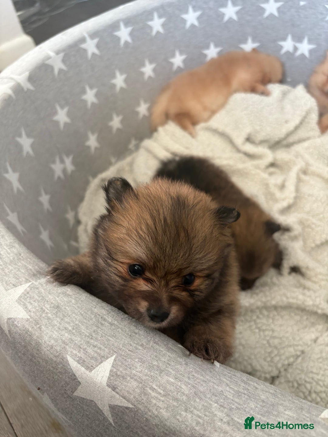 Pomeranian dogs for sale: ** Pomeranian Puppies 🐶🤍🐻🤎 - Image 5