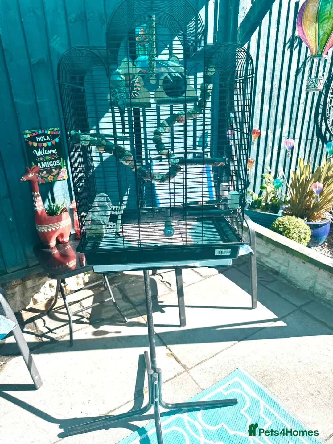 Budgerigars birds for sale: Two male budgies for sale 12 weeks old  in Liverpool - Advert 4