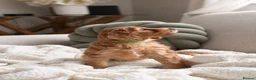 Cockapoo dogs for sale: Deep red F1b miniature Cockapoo girls  in Grantham - Advert 10