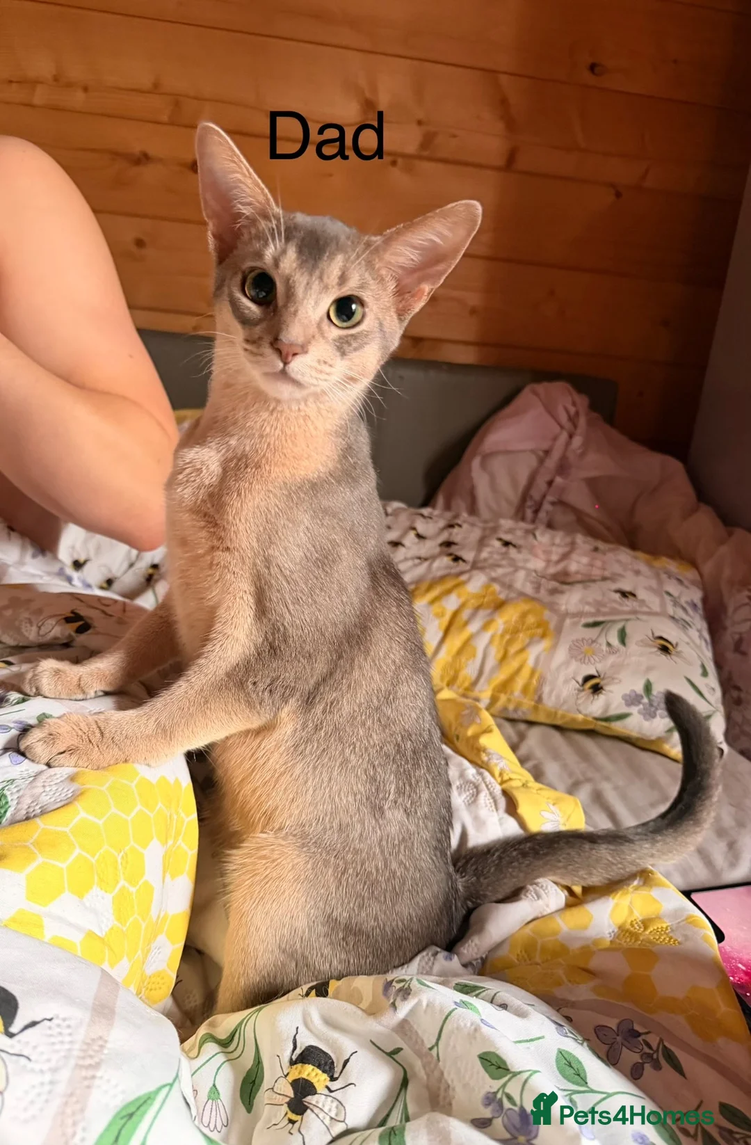 Abyssinian cats for sale: Abyssian girl looking for loving home - Advert 6
