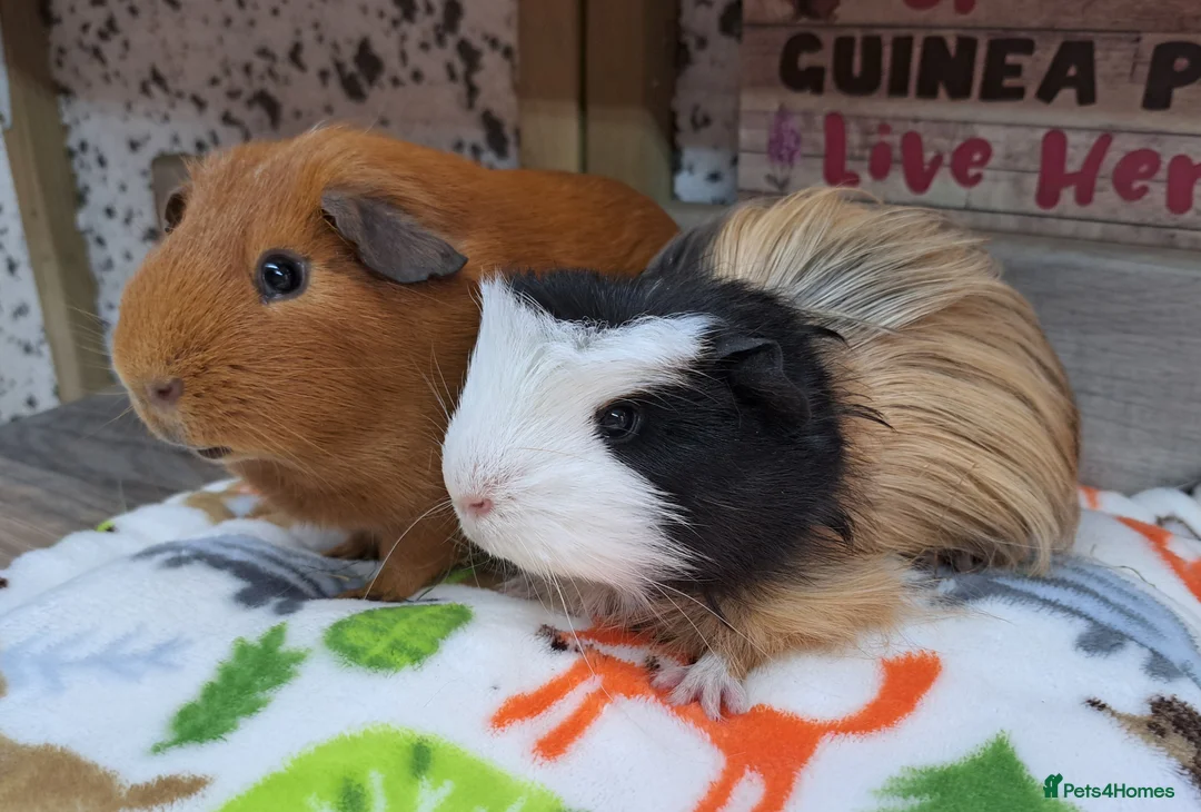 Guinea Pig rodents for sale: Young Male Guinea pigs - Leeds LS27 area - Advert 2